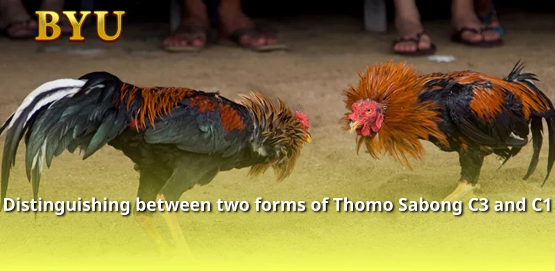 Distinguishing between two forms of Thomo Sabong C3 and C1