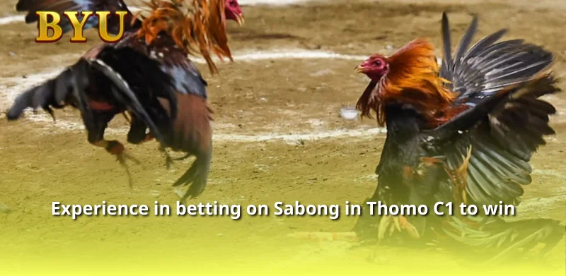 Experience in betting on Sabong in Thomo C1 to win