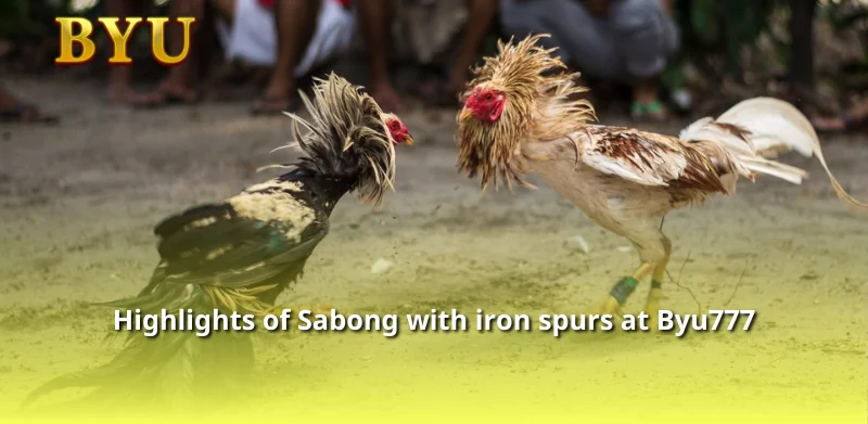 Highlights of Sabong with iron spurs at Byu777