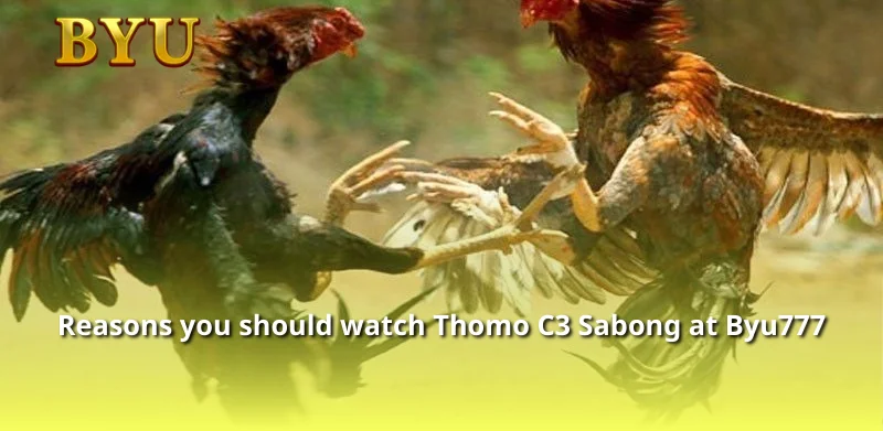 Reasons you should watch Thomo C3 Sabong at Byu777