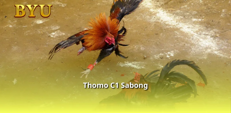 Thomo C1 Sabong