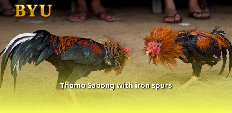 Thomo Sabong with iron spurs