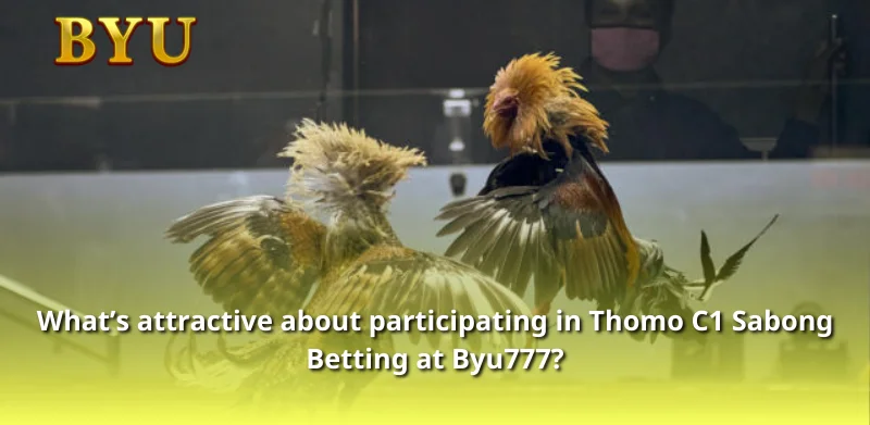 What's attractive about participating in Thomo C1 Sabong Betting at Byu777?