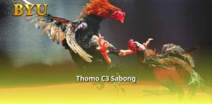 Thomo C3 Sabong